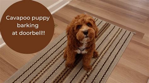 Cavapoo Puppy Barking At Doorbell Youtube