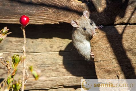 Sennik Myszy Znaczenie Snu Sennik