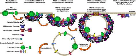 The Twd40 2 Protein And The Ap2 Complex Cooperate In The Clathrin