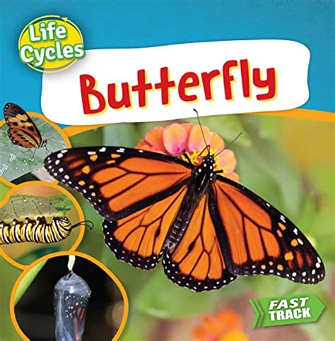 Butterfly Life Cycle Coloring Pages