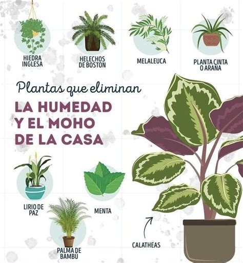 A Poster With Different Types Of House Plants And Their Names In