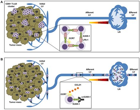 Icam 1 Lfa 1 Dependent Cd8 T Lymphocyte Aggregation In Tumor Tissue