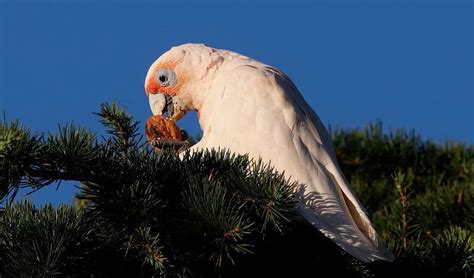 The corella's comeback : r/australia