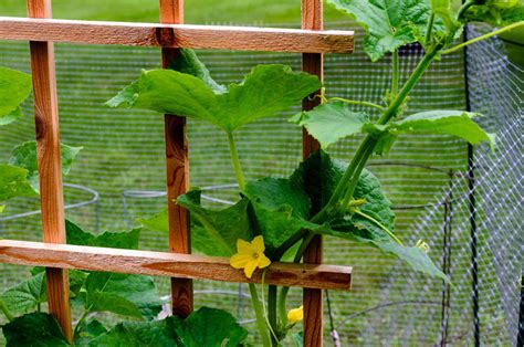 10 Diy Cucumber Trellis Ideas To Get You Growing