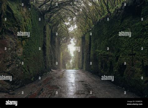 Fabulous Tunnel In The Rural Park Anaga In Tenerife Canary Islands