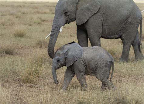 Baby Elephant with Mom Photograph by Danielle Blanchette | Pixels