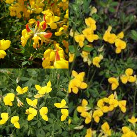 Seeds For Planting Lotus Corniculatus Seeds Bird S Foot Etsy