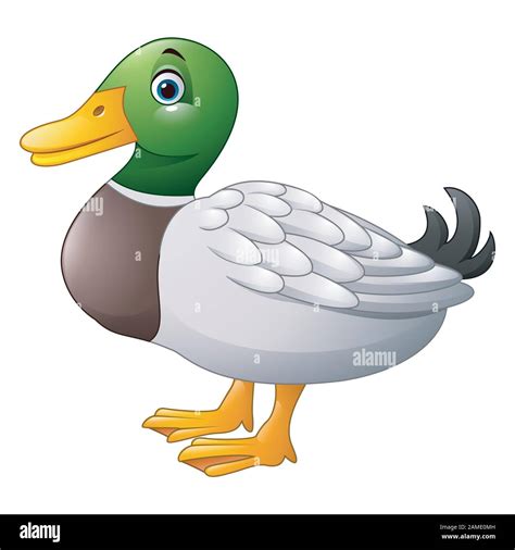 Cute cartoon duck Stock Vector Image & Art - Alamy