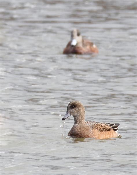 Bill Hubick Photography - American Wigeon (Anas americana)