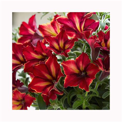 Petunia Crazytunia Mandeville 6 Starter Plants Perfect For Baskets