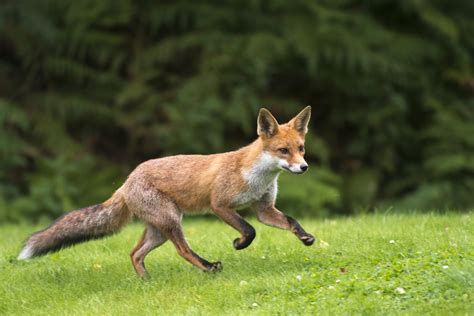 Domestic Red Foxes