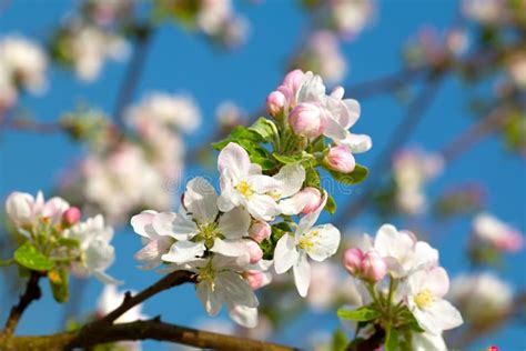 Apple Bloom Close Up Stock Image Image Of Fresh Flower 23415551