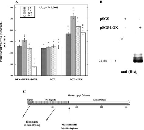 Time Course Of Mouse Mammary Tumor Virus Mmtv Promoter Activation By