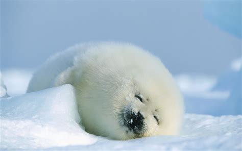 Animals Seals Wallpapers Hd Desktop And Mobile Backgrounds