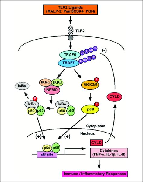 Schematic Representation Of The Negative Regulation Of Tlr2 Signaling