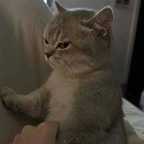10 Potret Lucu Kucing Yang Lagi Ngambek Gemas Banget