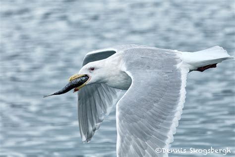 Glaucous Winged Gull Larus Glaucescens Homer Alaska Dennis