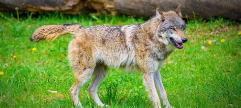 Definitive Guide To Mexican Gray Wolf Facts Habitat Conservation