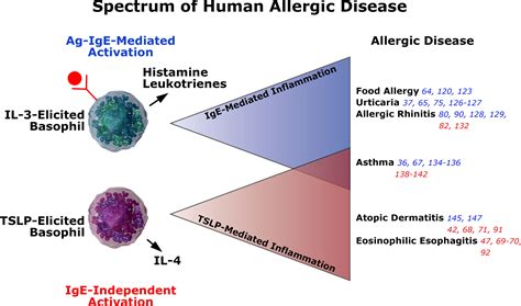 Basophils And Allergic Inflammation Journal Of Allergy And Clinical