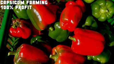 Capsicum Farming In Kenya Modern Greenhouse Agriculture Technology