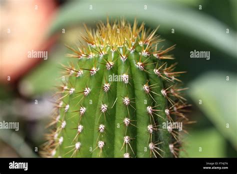 Echinopsis Spachiana Golden Torch White Torch Cactus Golden Column