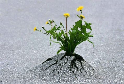 Natural Power Of Nature - XciteFun.net