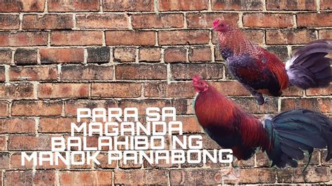 Dagdag Kaalaman Sa Tamang Pagpapaligo Sa Mga Manok Panabong Youtube