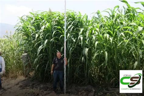 Venda De Sementes De Mega Sorgo Santa Elisa Para Silagem Em