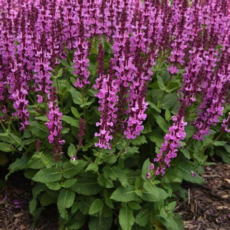 Caradonna Meadow Sage Plant Addicts