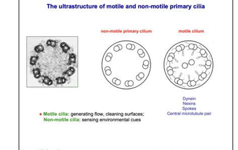 Mammalian Cell Biology 5 Flashcards | Quizlet