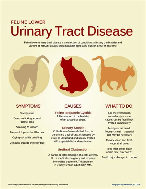 Feline Lower Urinary Tract Disease Is A Collection Of Conditions Affecting The Bladder And