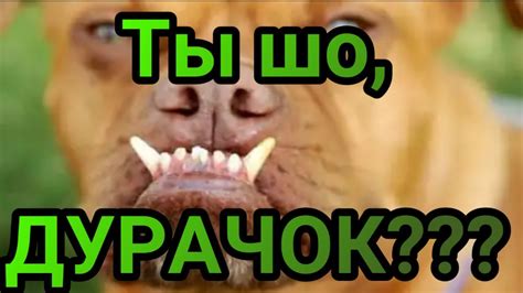 Злая собака Артём хочет нас укусить за ногу - YouTube
