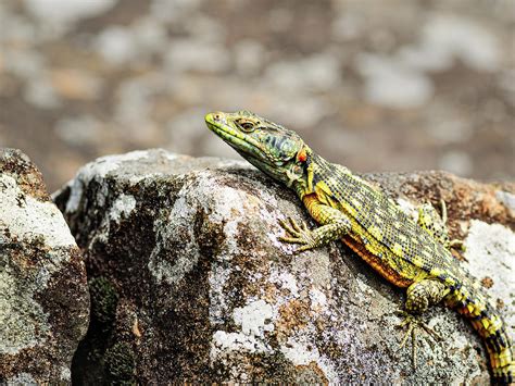 Cape Girdled Lizard Cordylus Cordylus Photograph By Hajarimanitra