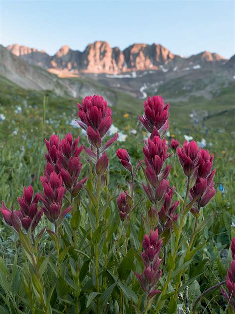 Colorado Wildflower Photography