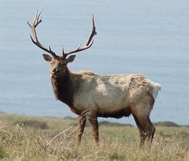 Tule elk - Alchetron, The Free Social Encyclopedia