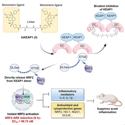 Bivalent Inhibitors Of The BTB E3 Ligase KEAP1 Enable Instant NRF2