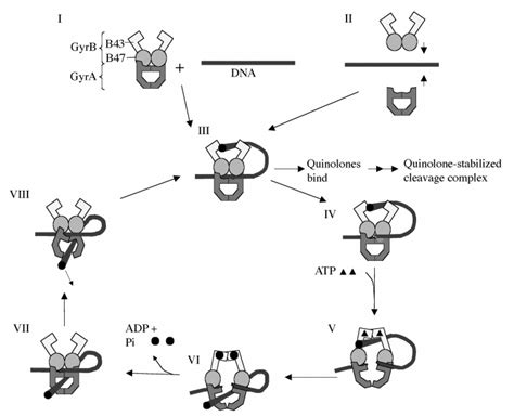 Mechanism of action of quinolones