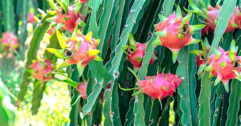 How To Grow Your Own Dragon Fruit Pitaya Gardener’s Path