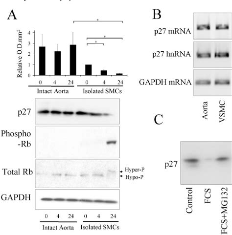 Figure 1 From Focal Adhesion Kinase FAK Dependent Regulation Of S