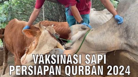 Vaksinasi Sapi Persiapan Qurban 2024 YouTube