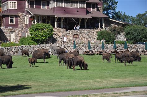 Custer State Park | Custer state park, Black hills and badlands, South ...