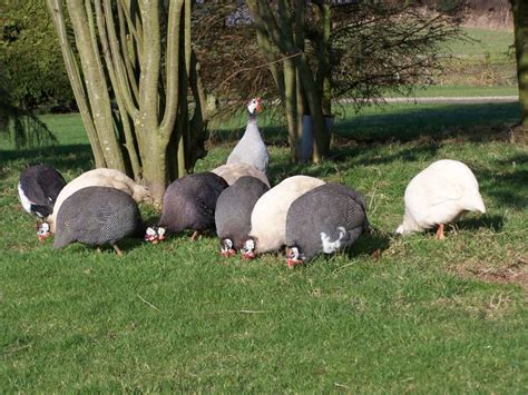 Raising Roaming Royalty: The Ultimate Guide To Guinea Fowl Care