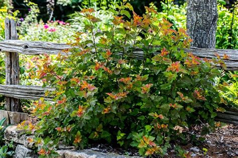 Ninebark Shrub – How to Grow & Care for Physocarpus | Garden Design