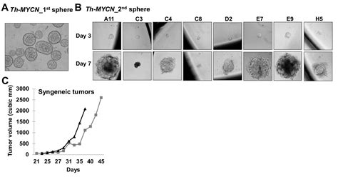 Prmt Promotes Neuroblastoma Cell Survival Through Atf Abstract