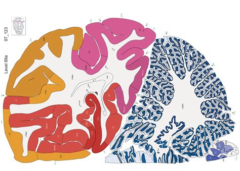 Human Brain Map Gets a Bold New Update | Scientific American