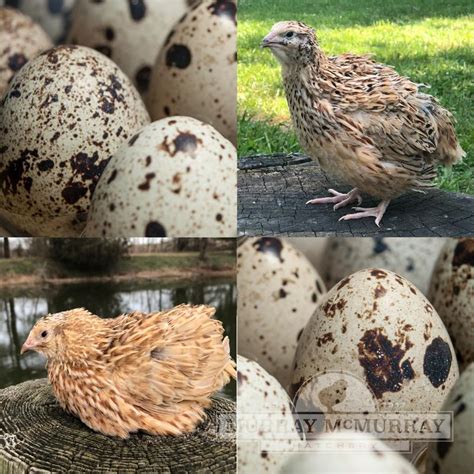 Murray Mcmurray Hatchery Assorted Coturnix Quail Sexed Pack Of 10