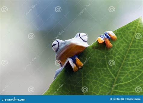 Tree Frog Flying Frog Javan Tree Frog Wallace Stock Photo Image Of