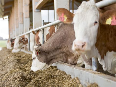 Qm Milch Neue Futtermittelvereinbarung Ab Verband Der