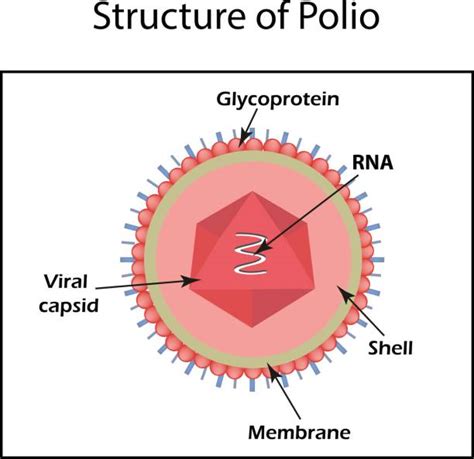 330 Polio Virus Stock Illustrations Royalty Free Vector Graphics