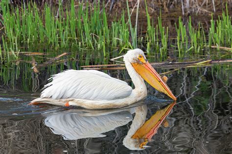 Pelican Reflecting Photograph By Loree Johnson Fine Art America